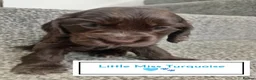 Cocker Spaniel dogs for sale: 🐶 KC Reg Chocolate Show type Cockers🐶🐾  - Advert 20