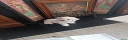 Bichon Frise dogs for sale: Bishon frise - Advert 9
