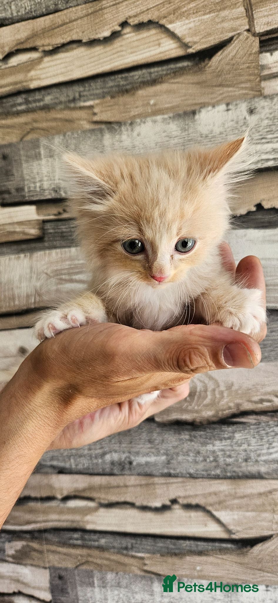 Mixed Breed cats Diluted Kittens READY for their forever homes  - Advert 2
