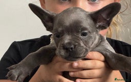 French Bulldog dogs for sale: Last frenchie puppy  - Image 2