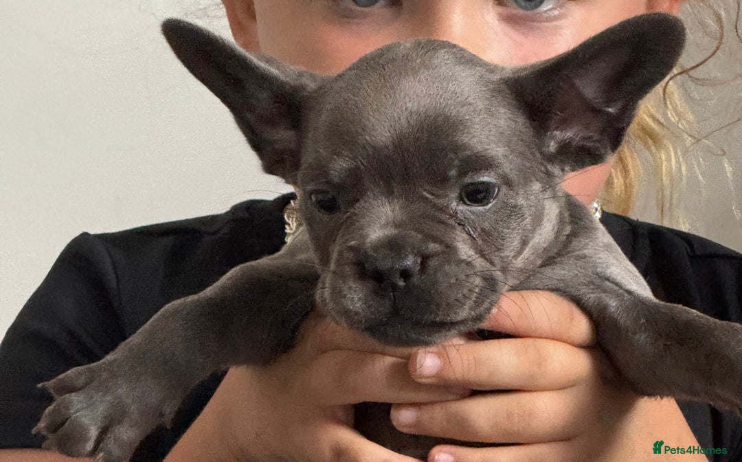 French Bulldog dogs for sale: Last frenchie puppy  - Image 2