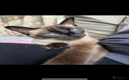 Ragdoll cats for sale: FEMALE RAGDOLL/SIAMESE REHOME - Image 3