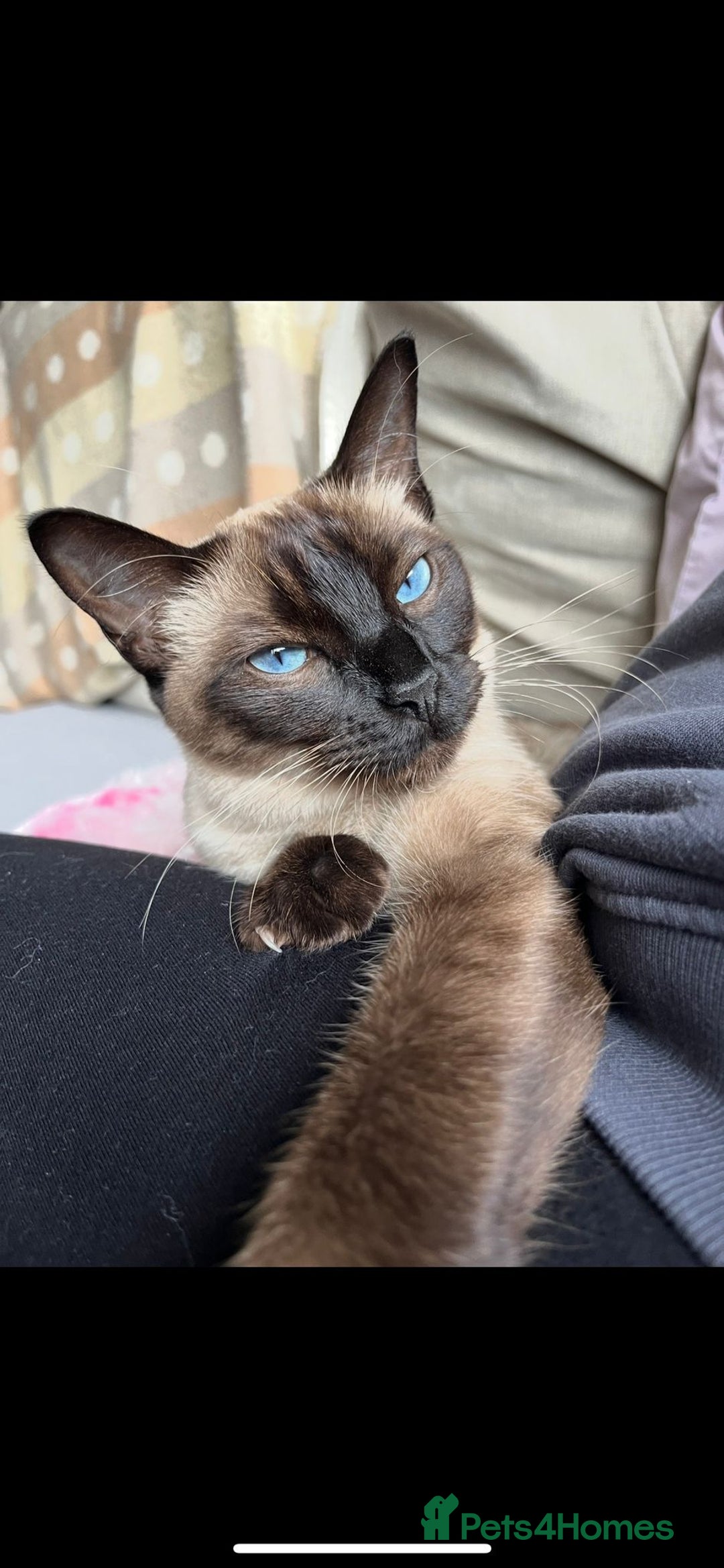 Ragdoll cats for sale: FEMALE RAGDOLL/SIAMESE REHOME - Image 3