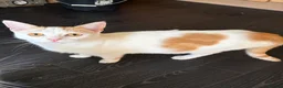Mixed Breed cats for sale: Ginger and white girl kitten  - Advert 1