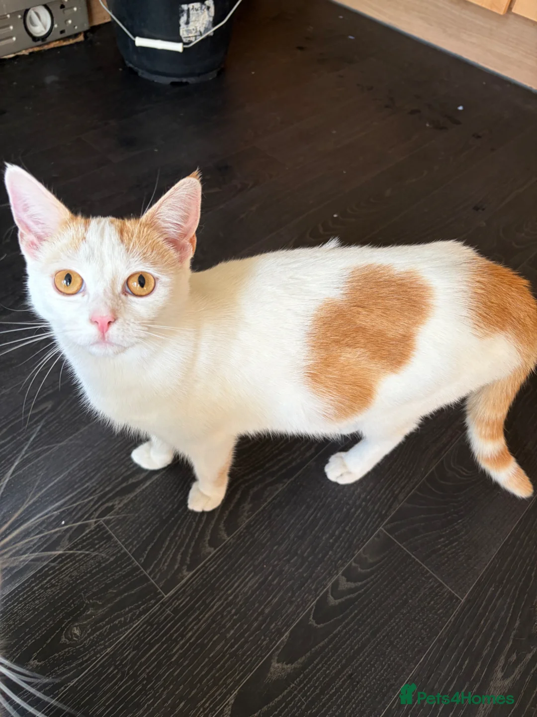 Mixed Breed cats for sale: Ginger and white girl kitten  - Advert 1