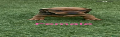 Dachshund 3