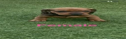 Dachshund dogs for sale: 6 beautiful dachshund puppies for sale !!😍 - Advert 10