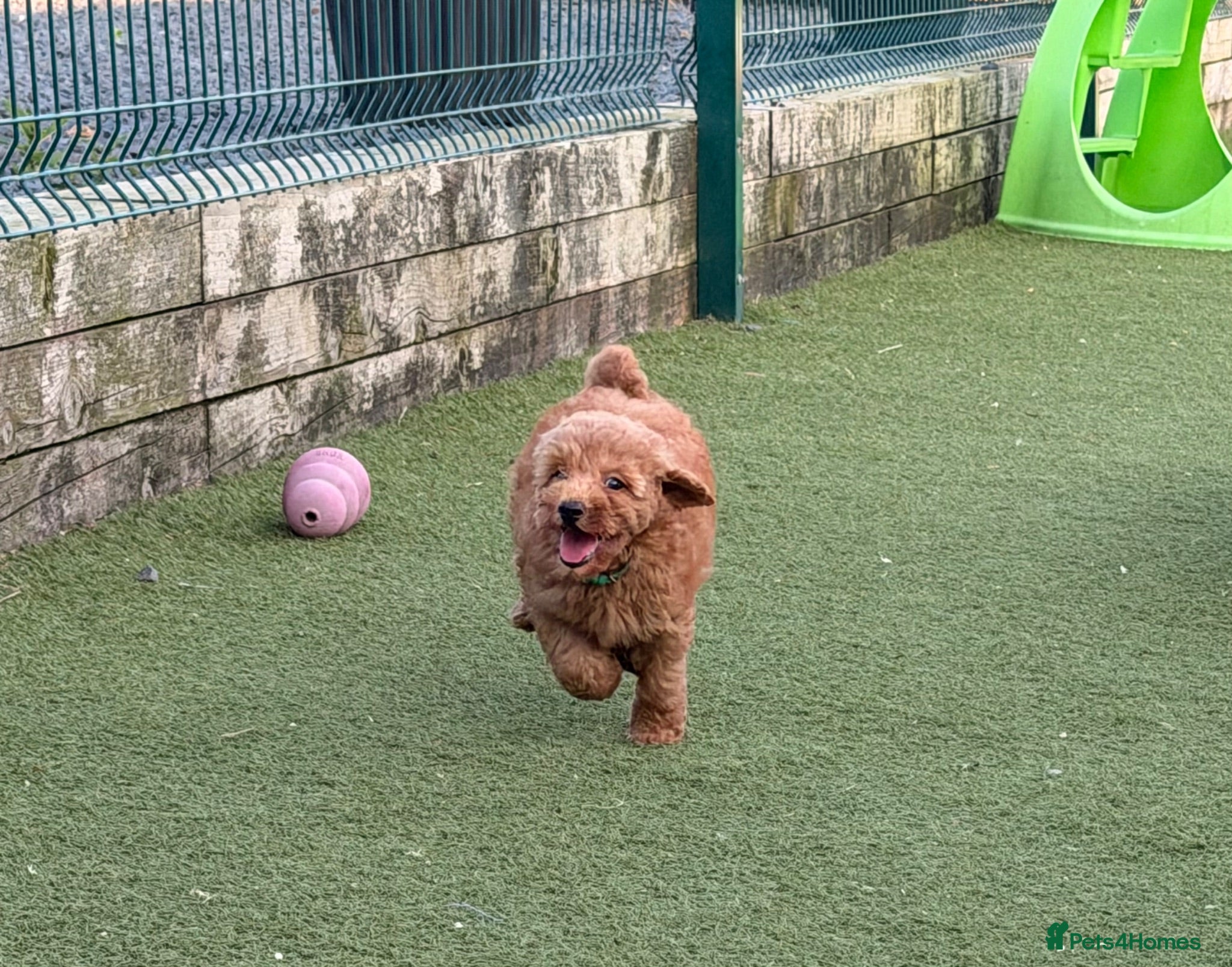 Poochon dogs 🌸 Beautiful Poochon Girls Available Now 🌸 - Advert 2