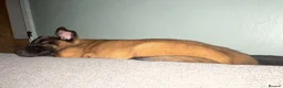 Belgian Shepherd Dog dogs for sale: Lovely well natured girl  - Advert 4