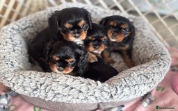 Cavalier King Charles Spaniel dogs for sale: KC REG Black and Tan boys - Advert 2