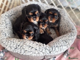 Cavalier King Charles Spaniel dogs KC REG Black and Tan boys - Advert 4