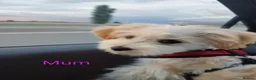 Maltipoo dogs for sale: Maltipoo - Advert 28