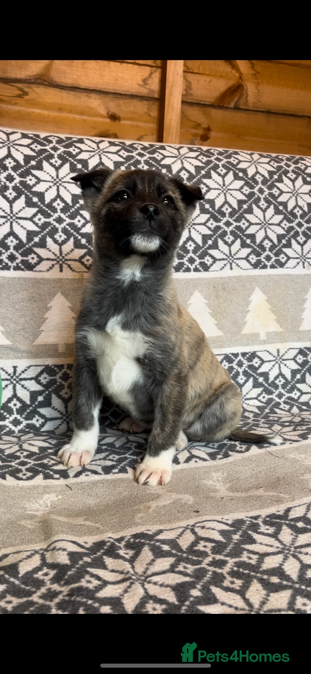 Huskita dogs for sale: One little boy left Stunning little huski pups  - Advert 1