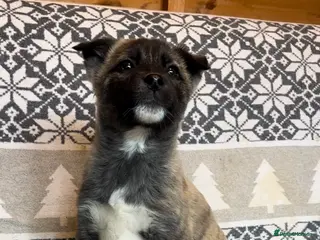 Huskita dogs One little boy left Stunning little huski pups - Advert 8