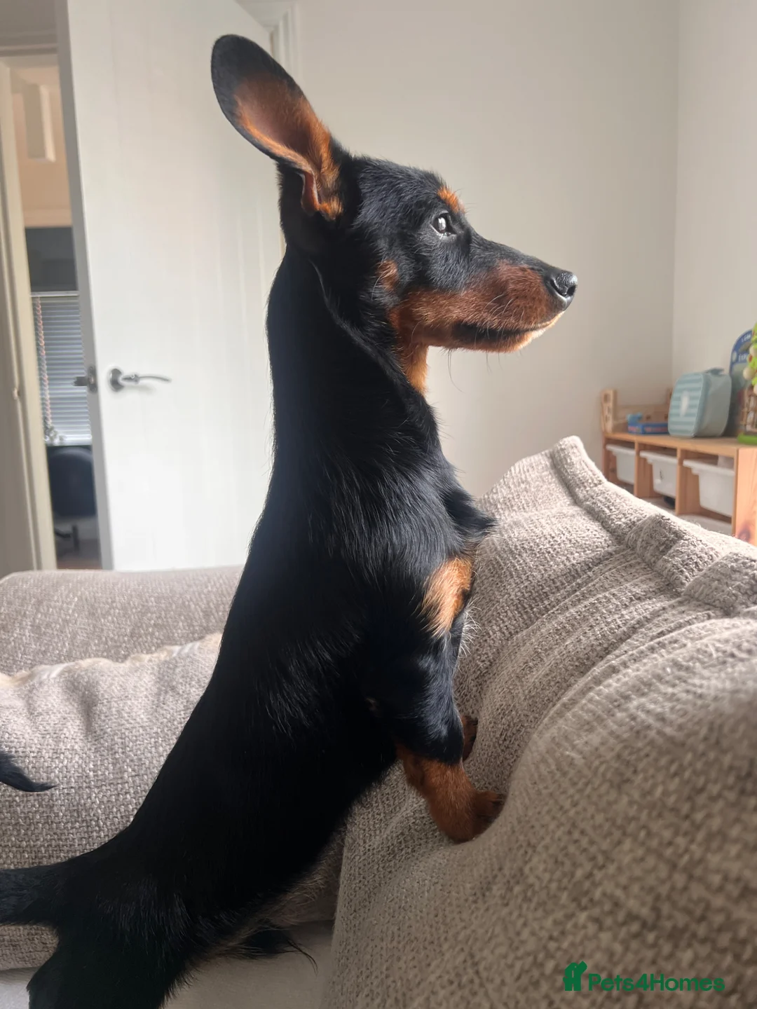 Mixed Breed dogs for sale: Dorkie boy - 8 months old - Advert 2