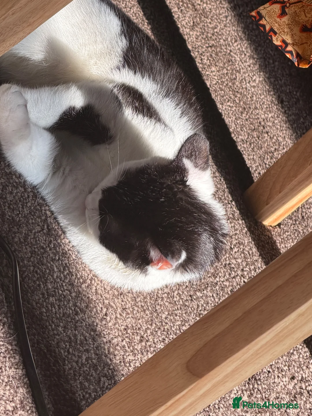 Mixed Breed cats for sale: Felix the cat  - Advert 2