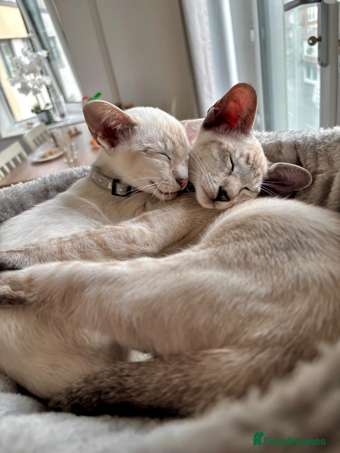 Oriental cats for sale: Oriental shorthair Female  - Advert 1