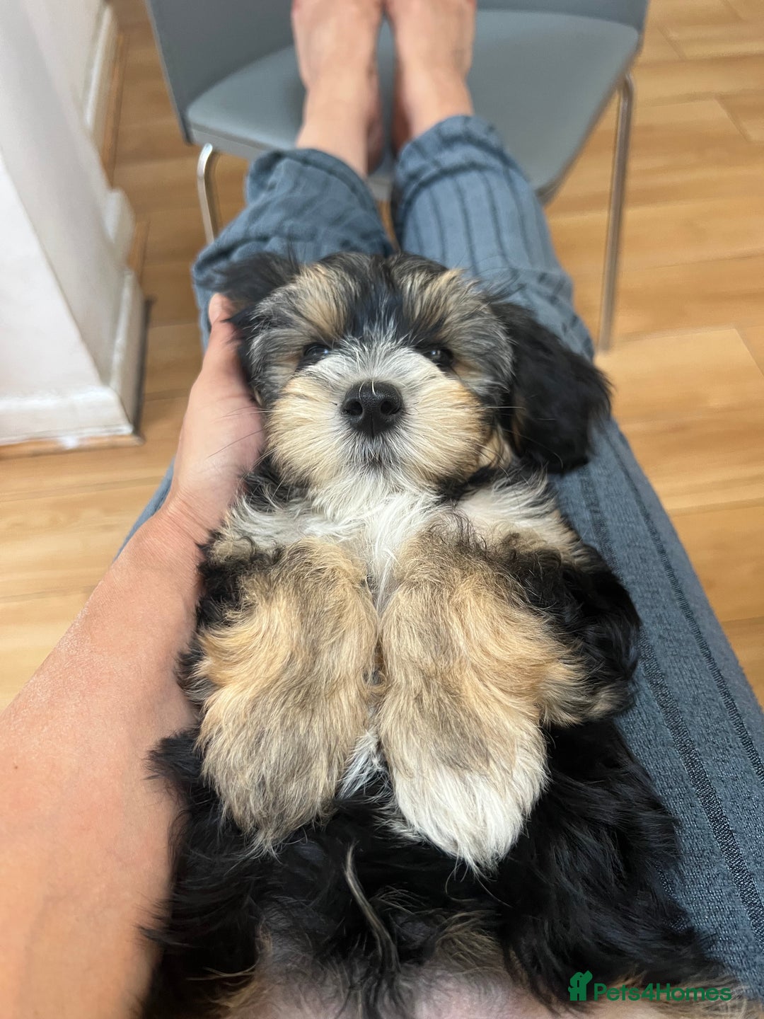 Maltese dogs for sale: bichon meltese  - Image 13