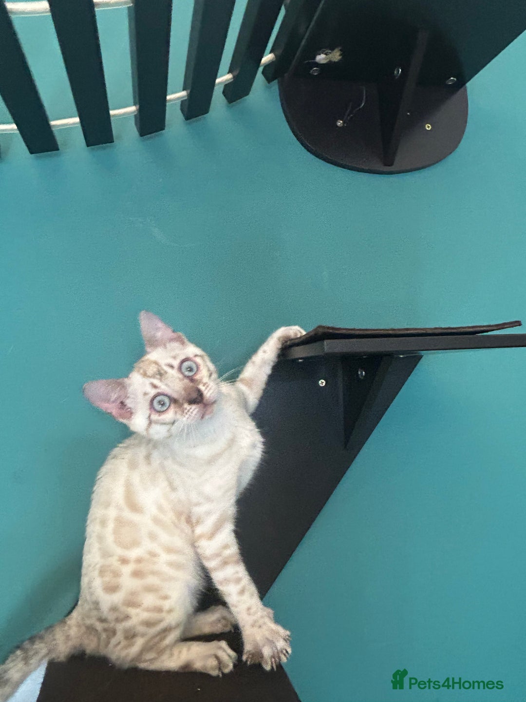 Bengal cats for sale: Two incredibly friendly TICA reg kittens  in Darwen - Image 25