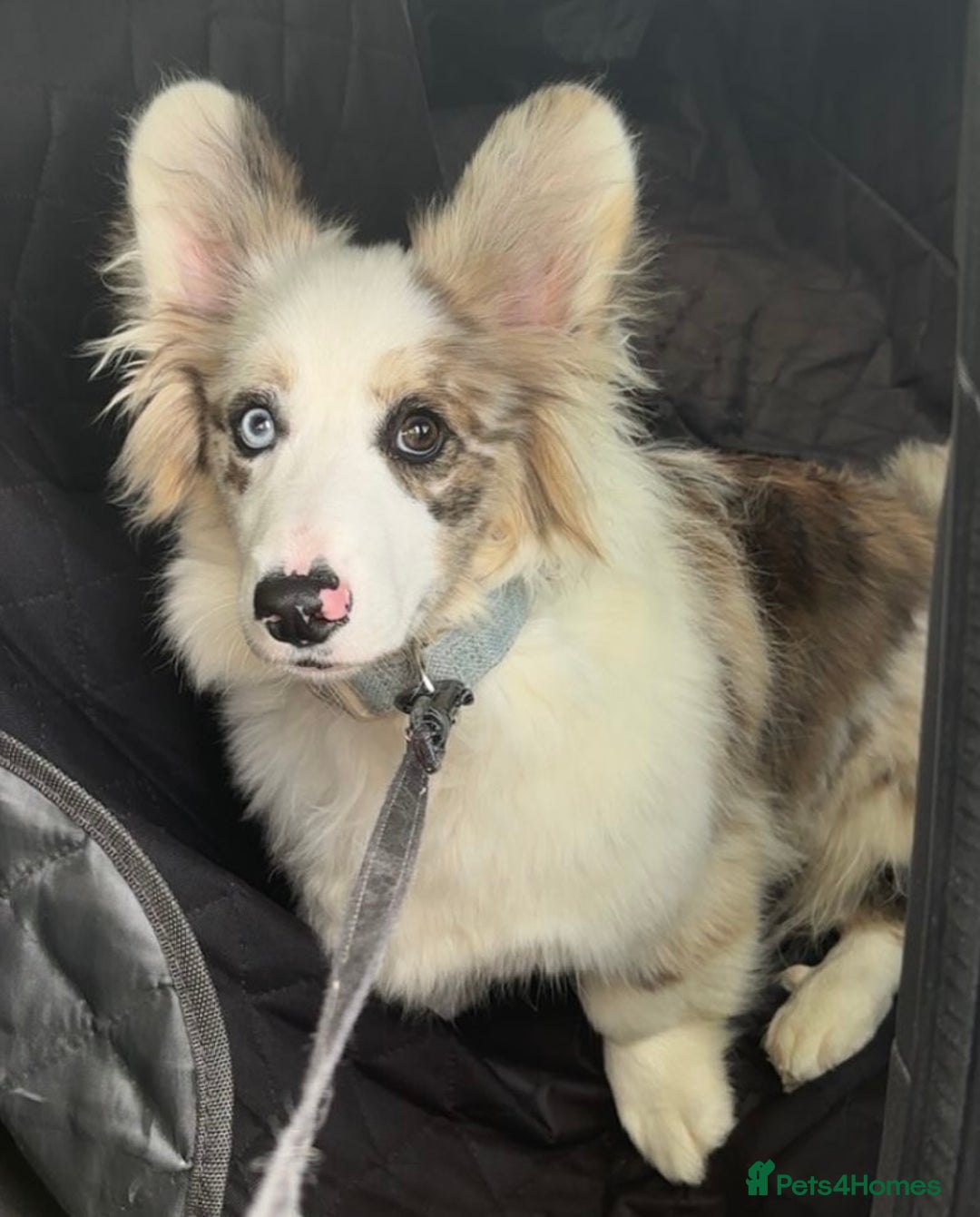 Welsh Corgi Cardigan dogs for sale: Welsh Cardigan Corgi Boy - Image 1