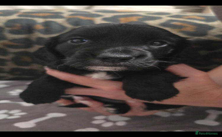 Sprocker dogs - Advert 1