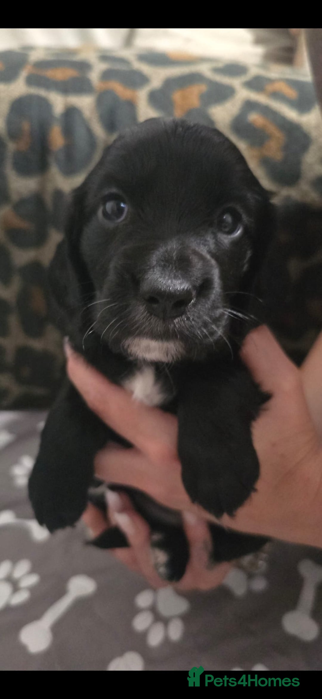 Sprocker dogs for sale: 3 Beautiful Female Sprocker puppies - Image 1