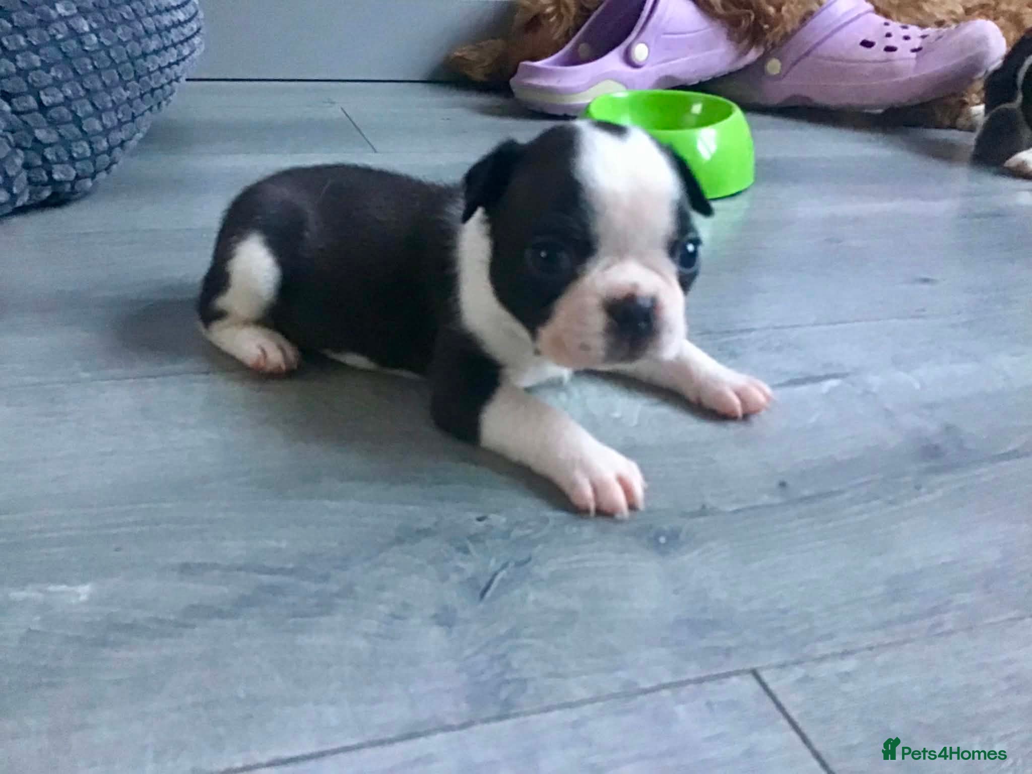 Boston Terrier dogs 5 BEAUTIFUL BOSTON TERRIER PUPPIES  - Advert 3