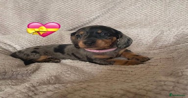 Dachshund dogs - Advert 17