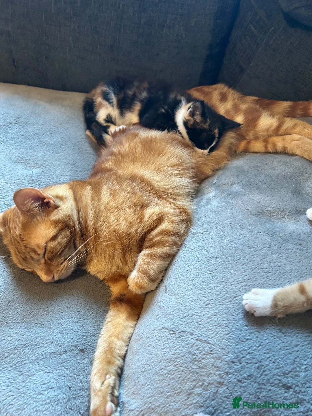 Mixed Breed cats for sale: 9 week old female calico - Advert 2