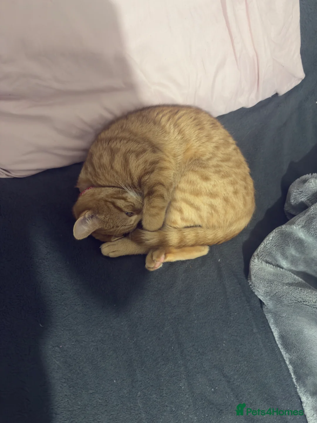 Munchkin cats for sale: Cat hudini in Slough - Advert 1