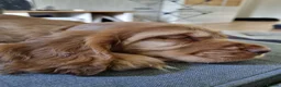 Cocker Spaniel dogs for sale: 🐾 Show Type Cocker Spaniel Boys – 2 Available - Advert 31