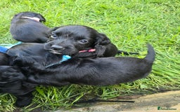 Sprocker dogs for sale: F1 sprockers 4 boys 3 girls - Image 1