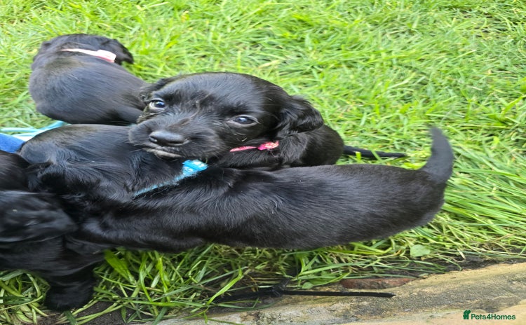 Sprocker dogs - Advert 1