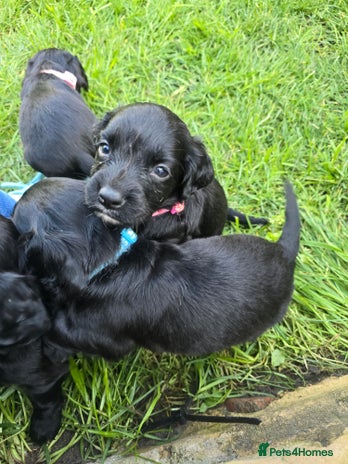 Sprocker dogs - Advert 5