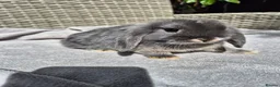 Mini Lop rabbits for sale: Beautiful Mini Lop Baby Bunnies  - Advert 7