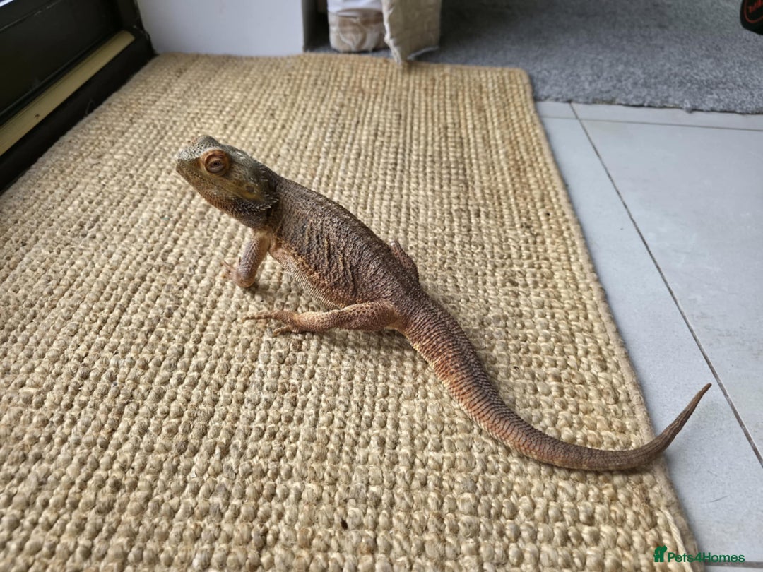 Bearded Dragon reptiles for sale: Alex looking for a loving home  - Image 8
