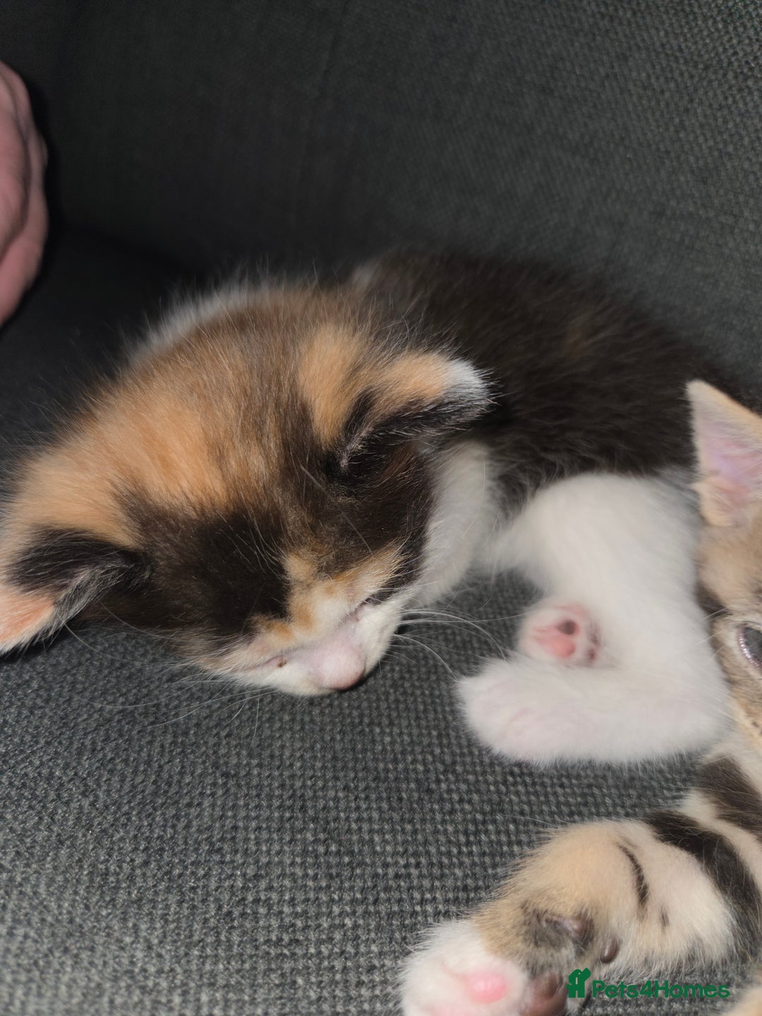 Mixed Breed cats for sale: 2 beautiful girl kittens  - Advert 5