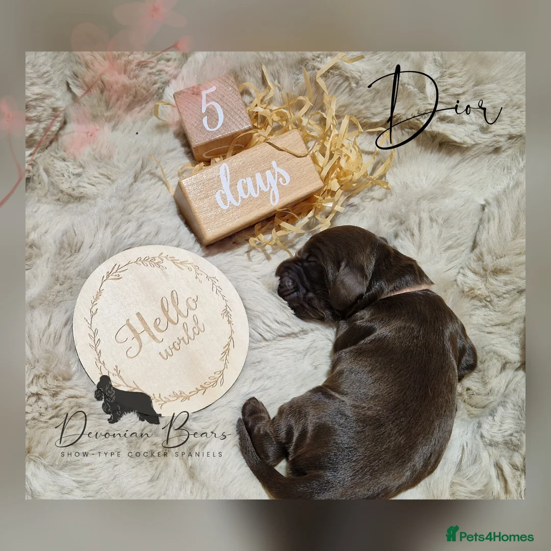 Cocker Spaniel dogs for sale: FULLY Health tested English Cocker Spaniel puppies - Advert 28