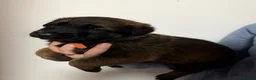 Belgian Shepherd Dog dogs for sale: Belgian malinois  in Lanark - Advert 2