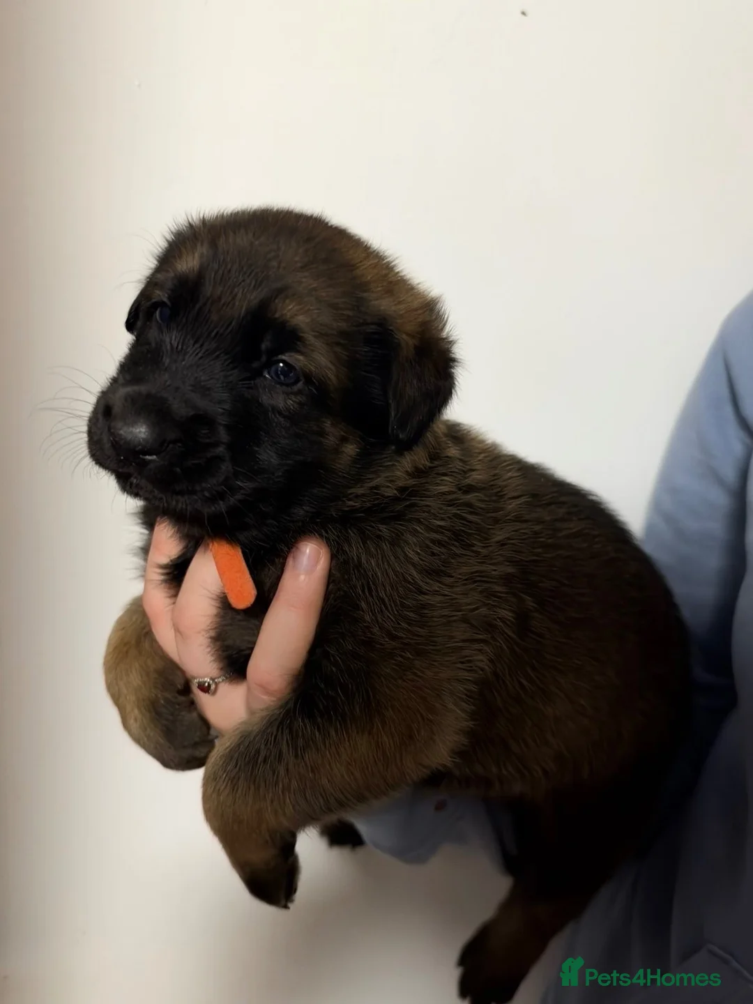 Belgian Shepherd Dog dogs for sale: Belgian malinois  in Lanark - Advert 2