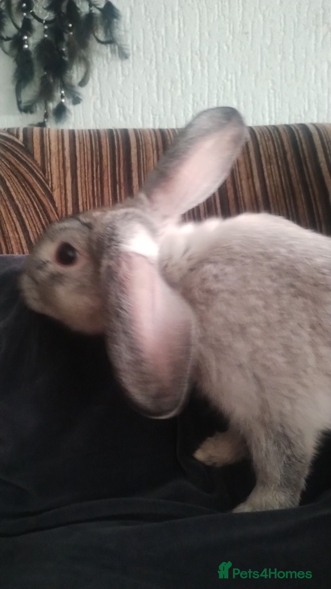Mixed Breed rabbits £30 grey boy - Advert 1