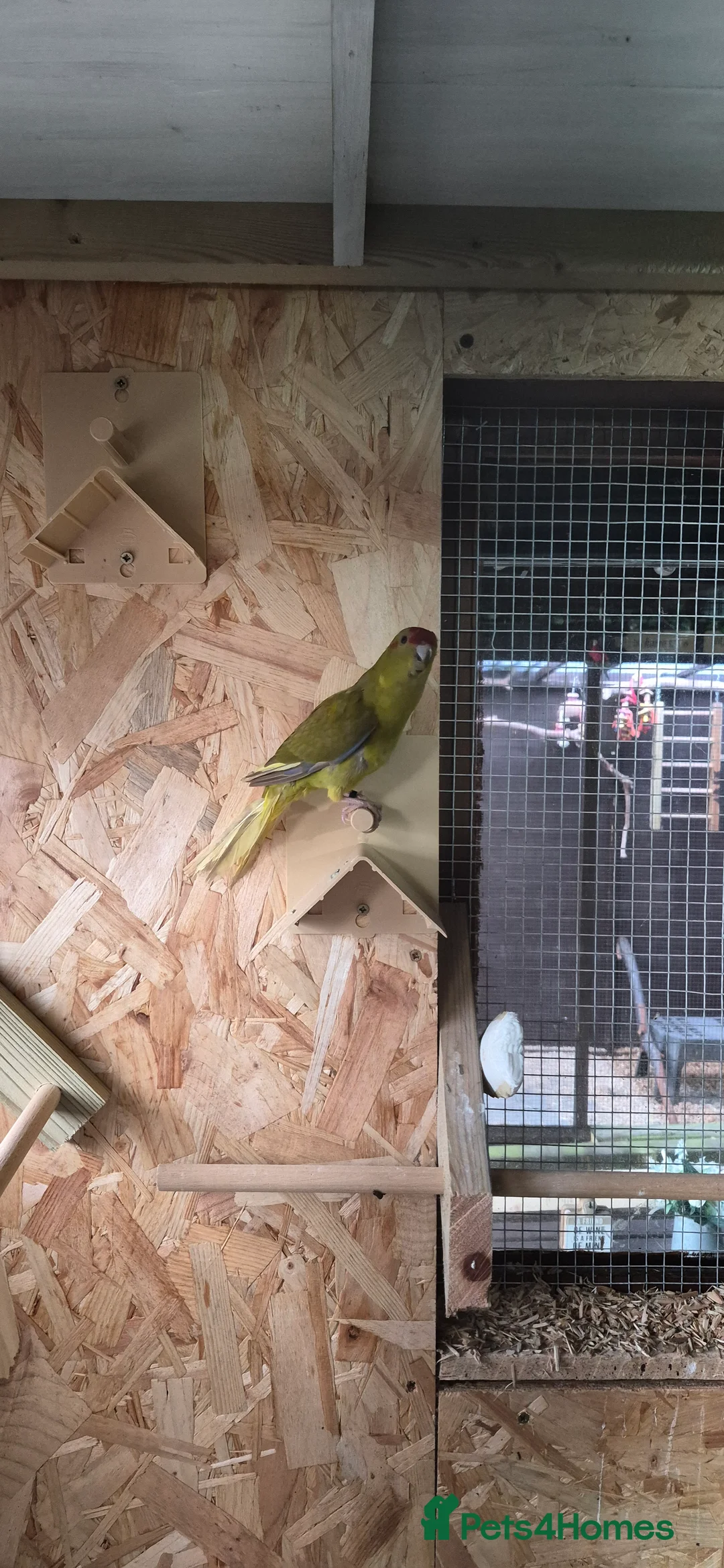 Parakeets birds for sale: Kakariki  - Advert 3