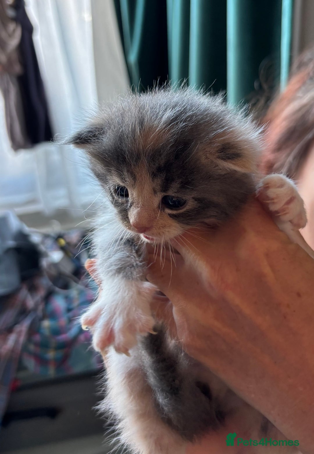 Maine Coon cats for sale: Beautiful Maine Coon X kittens - Image 4