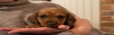 Dachshund Puppy 1