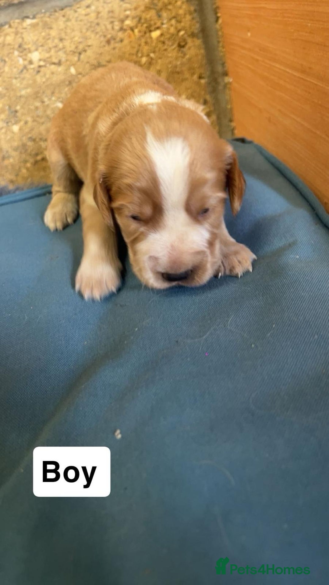 Cocker Spaniel dogs for sale: Working cocker spaniels -legally docked. - Image 17