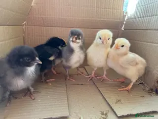 Chickens poultry Day old chick due to hatch on the 11/05/26 - Advert 1