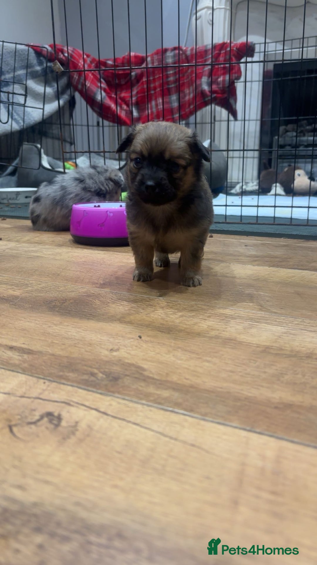 Chihuahua dogs for sale: MERLE CHIHUAHUAS 🐶 2 BOYS 1 GIRL STILL AVAILABLE - Advert 37