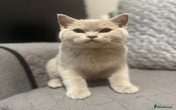 Scottish Fold cats for sale: Stunning Male lilac BSH & Grey Scottish Fold x BSH - Advert 3