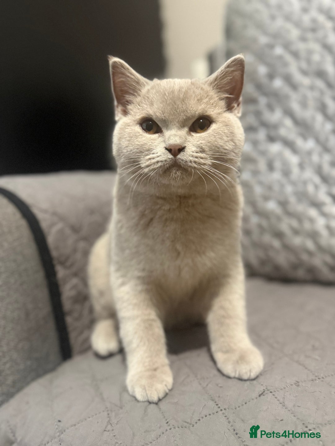 Scottish Fold cats for sale: Stunning Male lilac BSH & Grey Scottish Fold x BSH - Advert 3