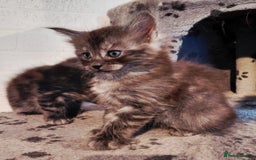 Maine Coon cats for sale: Stunnig Maine coon kittens  - Image 6